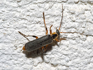 Cantharis nigricans