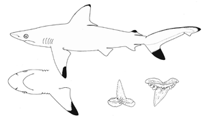 Carcharhinus hemiodon nmfs.png