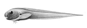 Zeichnung eines Jungfisches aus „Den Norske Nordhavs-expedition, 1876–1878“. Adulte Fische sind wesentlich gedrungener.