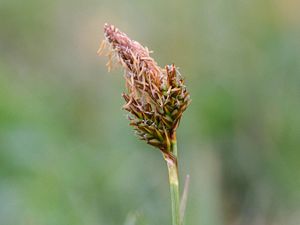 Frühlings-Segge (Carex caryophyllea)