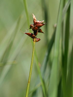 Zweihäusige Segge (Carex dioica),weibliche Pflanze