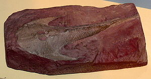 Fossil von Cephalaspis im Aquazoo – Löbbecke Museum in Düsseldorf