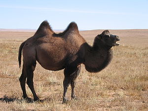 Trampeltier (Camelus bactrianus)