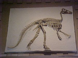 Claosaurus im Peabody Museum, Yale University