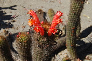 Cleistocactus acanthurus.jpg