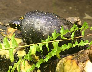 Tropfenschildkröte im Zoo von Buffalo