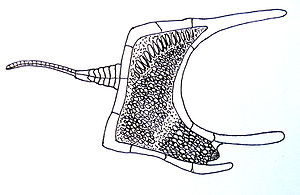 Cothurnocystis, links der gegliederte Körperanhang, rechts unten, zwischen den beiden hornartigen Auswüchsen der Körperscheibe, eine Körperöffnung, vermutlich der Anus. Der Mund befindet sich vermutlich am Ansatz des Körperanhangs.