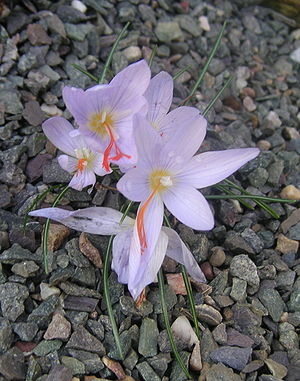Crocus tournefortii Flowers.jpg