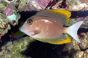 Tomini-Borstenzahndoktorfisch (Ctenochaetus tominiensis), Jungfisch
