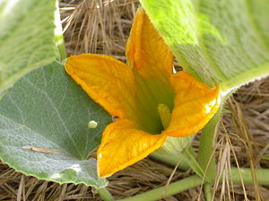Cucurbita foetidissima, männliche Blüte