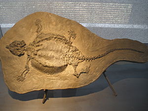 Cyamodus Fossil