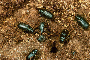 Dendroctonus micans beetles.jpg