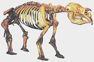 Diprotodon-Skelett