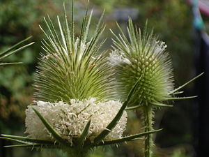 Blütenköpfe der Schlitzblatt-Karde (Dipsacus laciniatus)