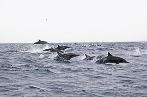 Langschnäuzige Gemeine Delfine vor Oman