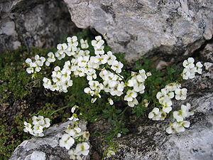 Sternhaar-Felsenblümchen (Draba stellata)