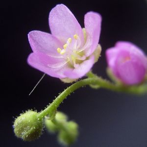 Blüte Drosera madagascariensis