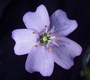 Drosera mannii, Blüte