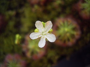 Drosera paleacea, Blüte
