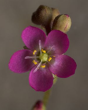 Drosera capillaris, Blüte