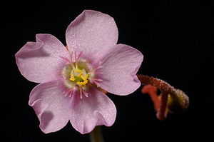 Drosera natalensis, Blüte