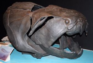 Schädel von Dunkleosteus im Queensland Museum