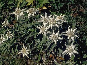 Alpen-Edelweiß (Leontopodium nivale subsp. alpinum)