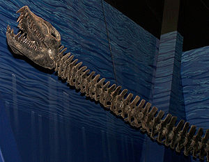 Elasmosaurus, Schädel und Hals im North American Museum of Ancient Life