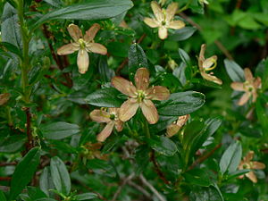 Elliottia pyroliflora 18455.JPG