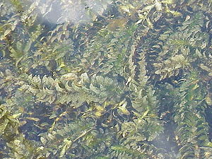 Schmalblättrige Wasserpest (Elodea nuttallii)