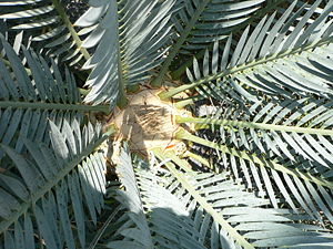 Encephalartos lehmannii