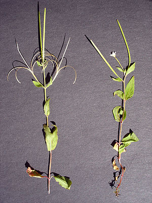 Geöffnete Kapsel (links) und blühende Pflanze (rechts)