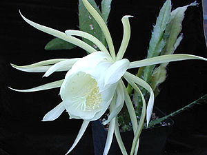 Epiphyllum crenatum var. kimnachii