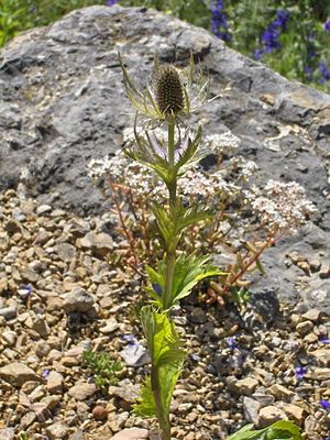 Alpen-Mannstreu (Eryngium alpinum)