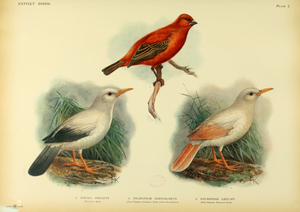 N. rodericanus (links unten); N. leguati (rechts unten)