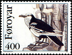 Weißbunter Rabe (Corvus corax varius var. leucophaeus)
