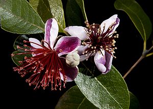 Brasilianische Guave (Acca sellowiana), Blätter und Blüten mit vielen Staubblättern.