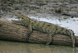 Sumpfkrokodil (Crocodylus palustris)