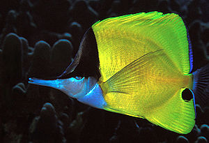 Gelber Masken-Pinzettfisch (Forcipiger flavissimus)