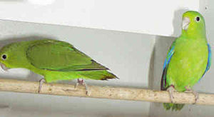 Blauflügel-Sperlingspapageien (Forpus xanthopterygius)