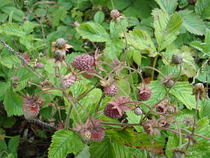 Früchte der Moschus-Erdbeere (Fragaria moschata)