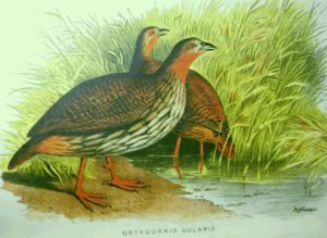 Sumpffrankolin Francolinus (Francolinus) gularis, aus Hume &amp;amp;amp; Marshall, 1880