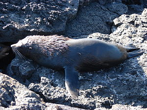 Galapagos Fur Seal.jpg