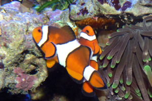 Brut pflegende Echte Clownfische. Eier (die orange Fläche unter dem Stein), die mit Filamenten am Untergrund haften, sind ein Merkmal der Stiassnyiformes.