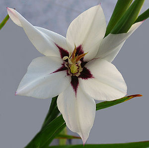 Gladiolus callianthus (1345579492).jpg