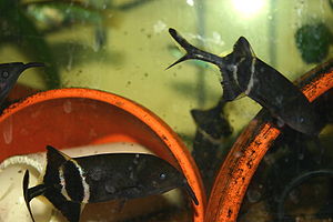 Elefantenrüsselfisch (Gnathonemus petersii) im Aquarium