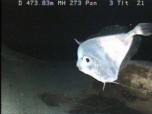 Grammicolepis brachiusculus, gefilmt durch ein ROV bei den Northampton Seamounts, 65 km südwestlich von Laysan (Hawaii).