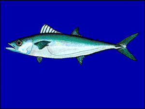 Zweilinien-Makrele (Grammatorcynus bilineatus)