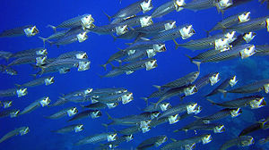 Group of fish near the beach of Sharm El Naga.jpg