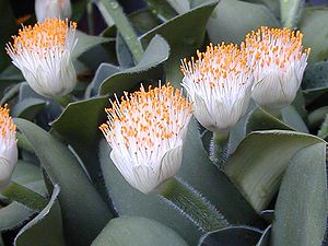 Haemanthus albiflos mit Blütenständen.